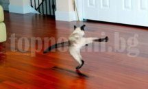 Добри житейски истории за настроение