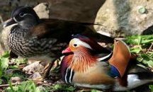 Незаконен транспорт на зоо животни за България