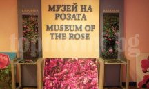 Ухание на казанлъшка роза ще се разнася днес в градския парк в Добрич