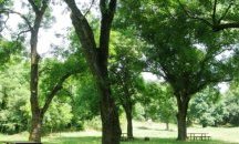 Чистят парка в Минерални бани заради корояд
