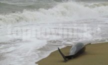 Морето изхвърли десетки мъртви делфини край Одеса