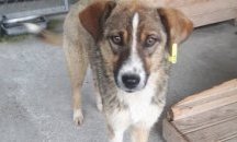 Започнаха масови проверки за чипирането на кучетата в Търговище и селата