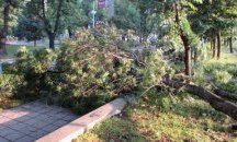 Бедствено положение обявиха в Сливо поле, паднали дървета в Русе
