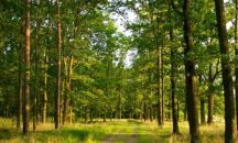 Над 5000 проверки в горите са извършени за шест месеца в четири области