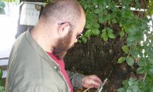 Извършиха трето инжектиране на Стария бряст срещу холандската болест