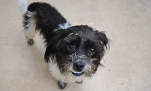 Осиновени са 70 кучета  от приютите на „Екоравновесие”