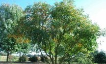 Ново озеленяване и 63 нови широколистни дървета ще има на мястото на брезите на ул. „Вичо Грънчаров”