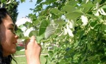 Забранява се брането на липов цвят от общинските озеленени площи в Исперих