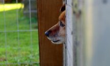 Охлаждат бездомните животни в Пловдив с водна мъгла