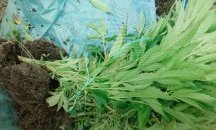 Внуци засадиха канабис в двора на дядо си в Свиленград