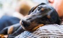 343 са регистрираните домашни любимци в Добрич