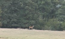 ДГС „Добрич” изгражда 35 км минерализовани ивици и лесокултурни прегради срещу горски пожари