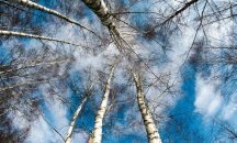 Няма да се премахват повече брези по ул. „Вичо Грънчаров”