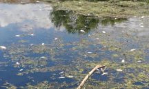 Установиха мъртва риба в река Тунджа край Сливен