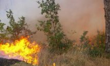 Пожари са унищожили площ от пет дка гори на територията на ДГС Разград