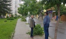Оформят короните на дърветата по улиците на Разград
