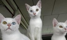 Учени, сред които и българи, определиха откъде произхождат котките