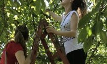 Съученици на Ники от Шумен браха череши благотворително