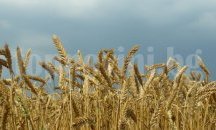 Над 520 килограма е очакваният среден добив от пшеницата в област Добрич