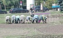 Приключи лятното зацветяване в Хасково