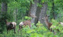 Започват проверки за стопанисването на дивеча в горските стопанства на СИДП