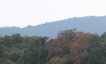 СИДП: Пазете горите от пожари!