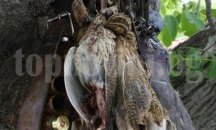 Ловният сезон за прелетен дивеч се открива утре