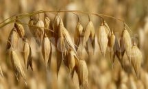 ХРАНЕНЕ И ФИТНЕС 112: НИКОЙ НЕ Е ПО-ГОЛЯМ ОТ ХЛЯБА