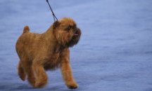 Вижте кое куче стана национален шампион