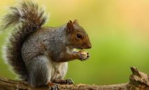 Катерици държат тайната за предотвратяване на инсулт