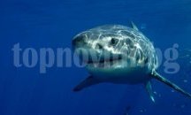 Рибари откриха акула на повече от 500 години