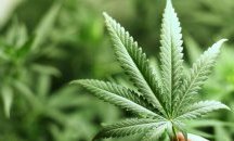 Австралия иска да продава канабис на света