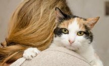 Котарак гушка пациенти в британска болница