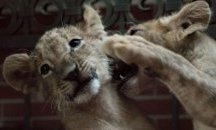 Лъвчетата заминават за Холандия