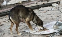 Отчетоха сериозно намаляване на броя на бездомните кучета