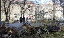 Цените за рязане на опасни дървета скочиха 10 пъти
