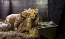 Лъвчетата Терез и Масуд вече са в Холандия