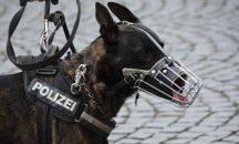 Кучета ще ловят крадци по плажовете на Несебър и Слънчев бряг