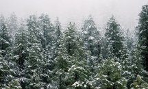 Заплашват горски с убийство
