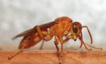 Кои са най-вкусните и полезни насекоми?