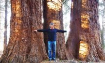 Гигански секвои се борят за "Европейско дърво на годината"