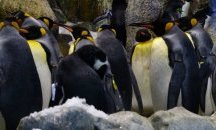 До края на века Антарктида ще остане без кралски пингвини
