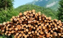 НАП погва злоупотребите с дървесина във Велинград