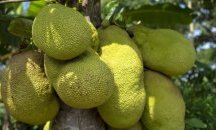 Вълшебен плод може да реши въпроса с глада по света