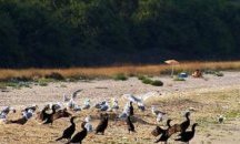 Самотните птици стареят по-бързо и умират в по-млада възраст