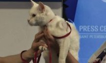 Котаракът-гадател на Световното по футбол получи своя карта на запалянко