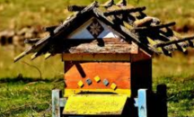 Пчелните семейства в България се увеличават