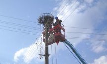 Платформи за гнезда на белия щъркел издигат от Електроразпределение Север
