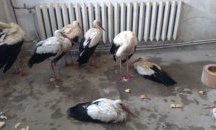 Бедстващи щъркели бяха спасени от Община Дулово