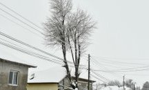Опасна липа застрашава къща и хора в разградско село